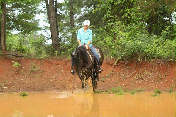 athletic-friesian-horse