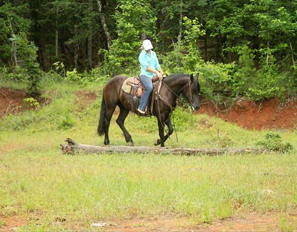 auction-friesian-horse