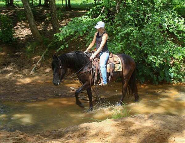 available-friesian-horse