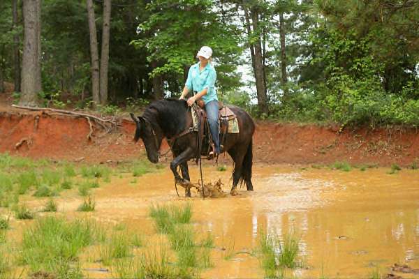 black-friesian-horse