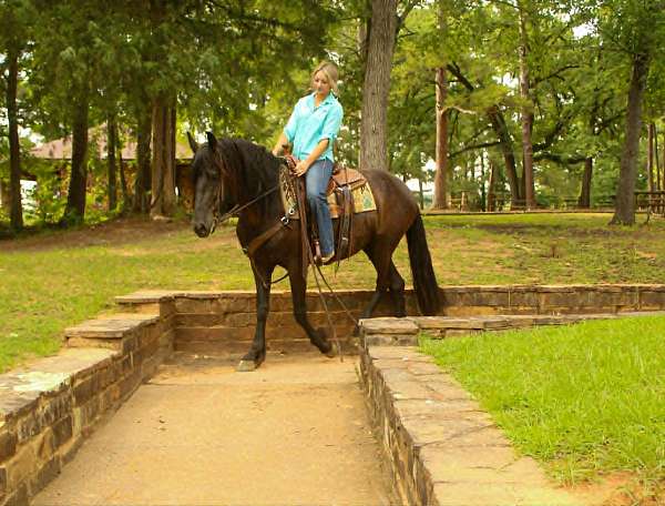broodmare-friesian-horse