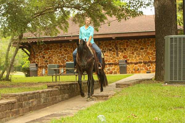 broodmare-prospect-friesian-horse