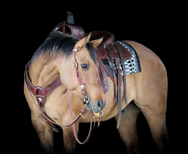 all-around-quarter-horse
