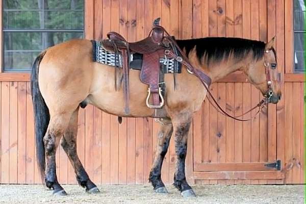 athletic-quarter-horse