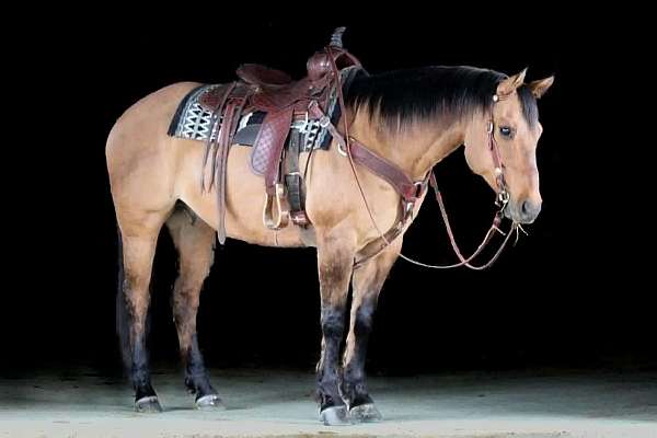 beginner-quarter-horse