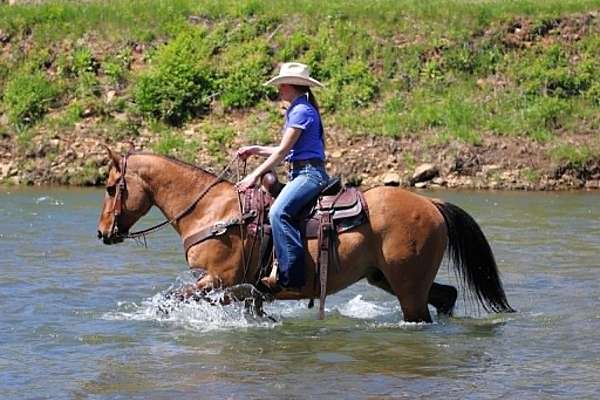 calf-roping-quarter-horse