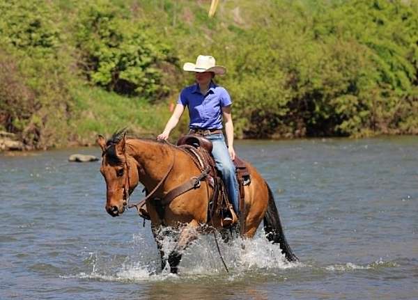 endurance-quarter-horse