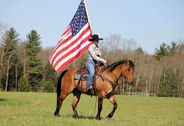 experienced-quarter-horse