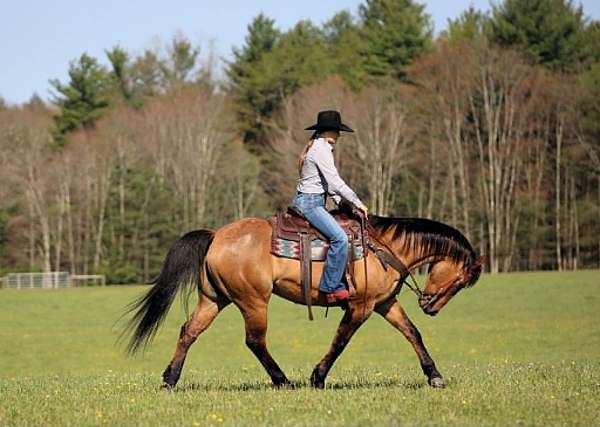 parade-quarter-horse