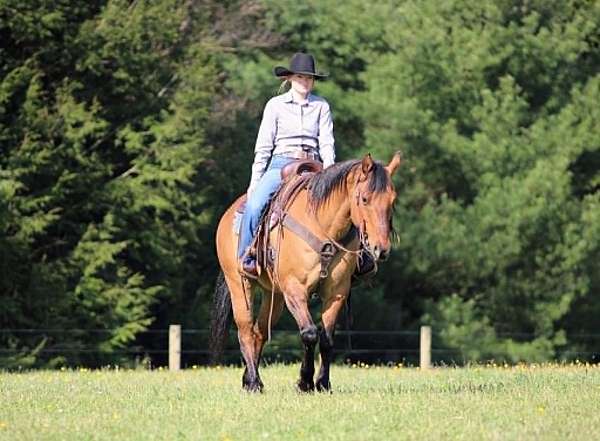 performance-quarter-horse