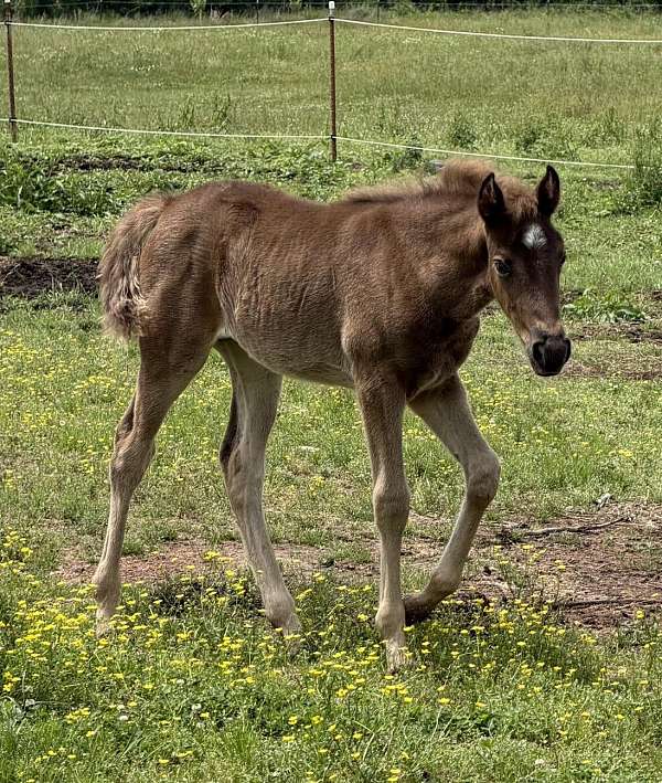 silver-roan-jose-tennessee-walking-horse