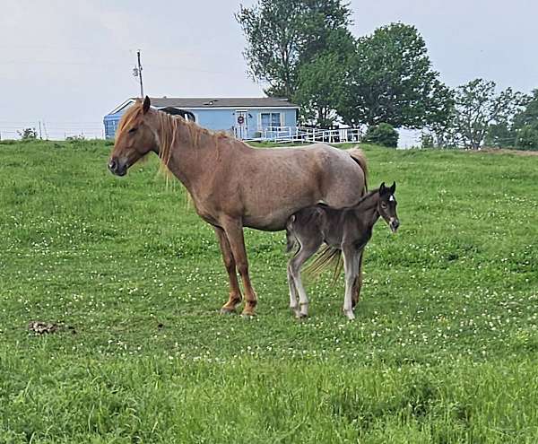 silver-roan-jose-horse
