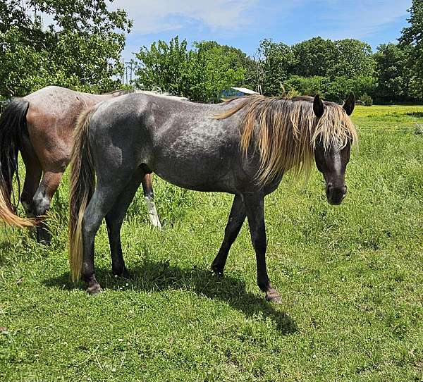silver-roan-jose-filly
