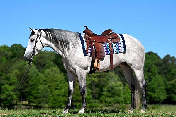 ranch-quarter-horse