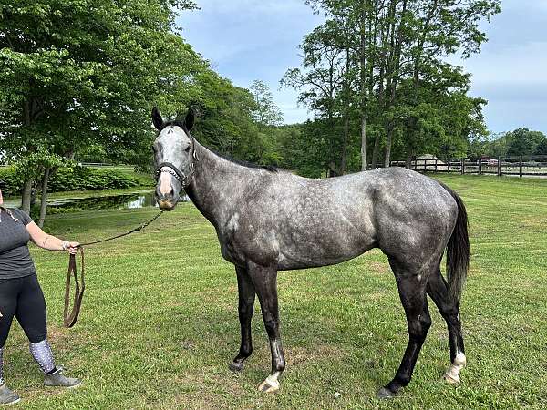 ottb-thoroughbred-horse