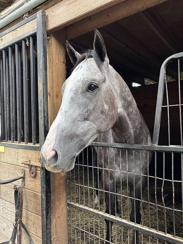 rrp-eligible-thoroughbred-horse