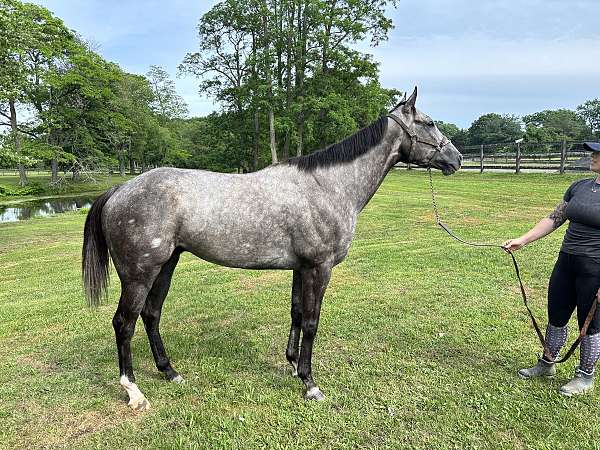 project-thoroughbred-horse
