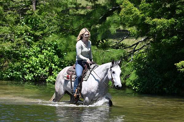 aqha-quarter-horse