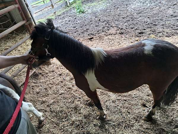 paint-pony-gelding