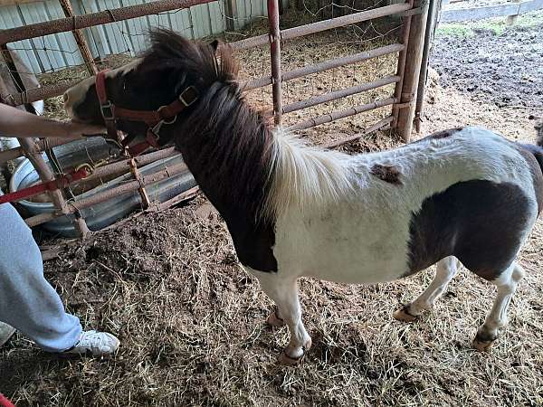 brown-paint-pony