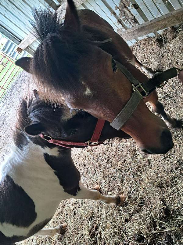 brown-white-paint-pony