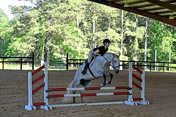 athletic-quarter-horse