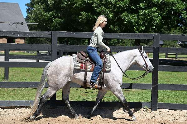 western-quarter-horse