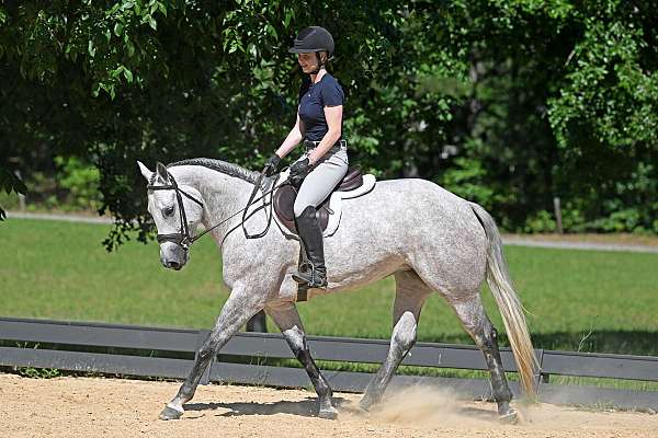 beginner-quarter-horse