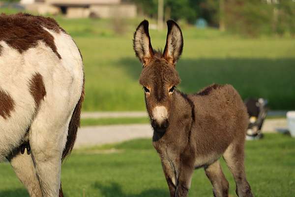 therapy-donkey