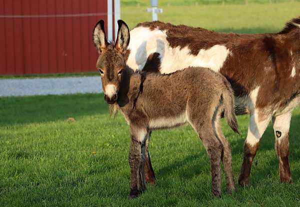 tri-color-donkey