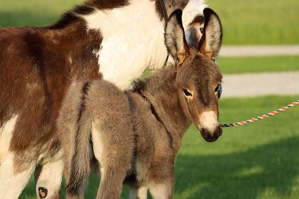 breeding-donkey