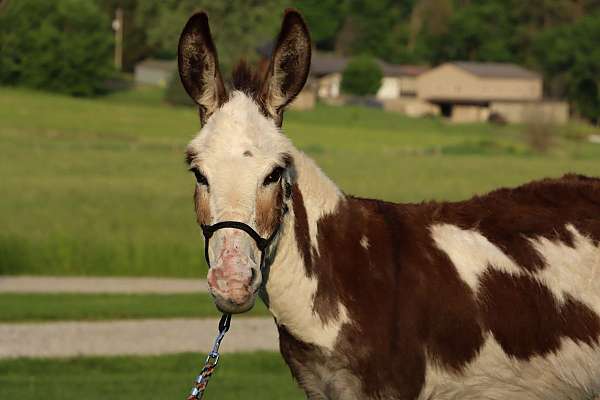 tobiano-donkey-mare