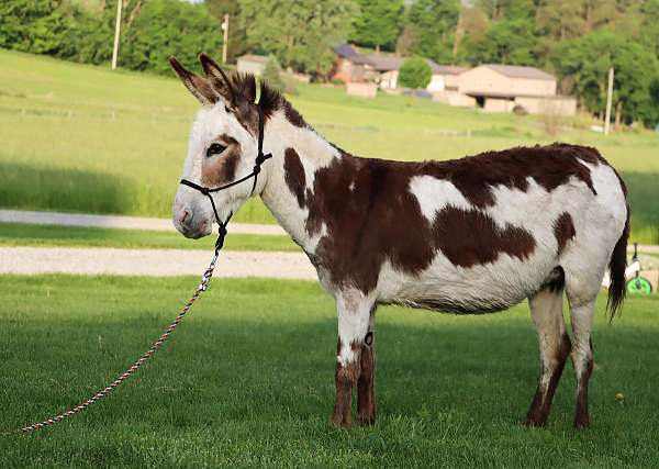 tobiano-breeding-horse