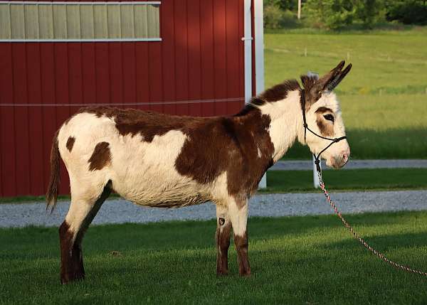 tobiano-therapy-horse