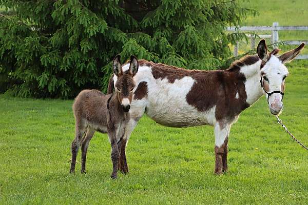 tobiano-tri-color-horse