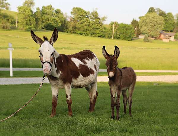 breeding-mare