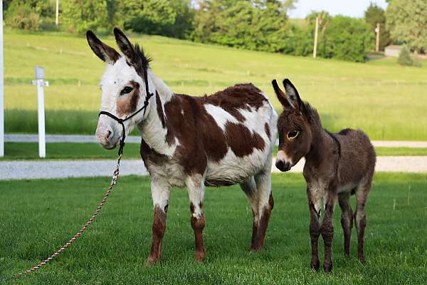 date-donkey