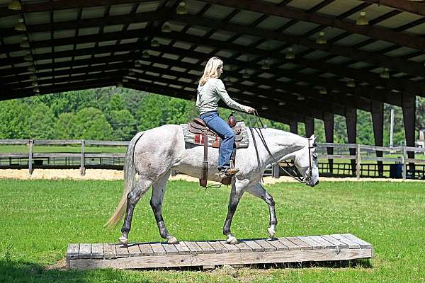 bombproof-quarter-horse