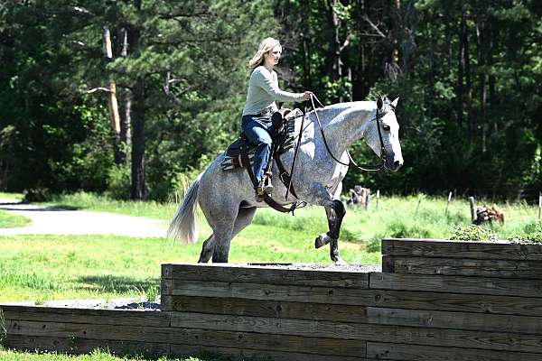 gentle-quarter-horse