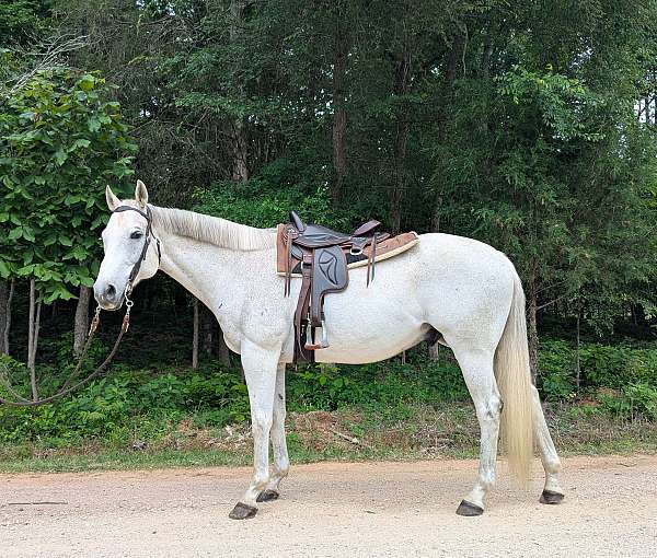 appendix-gelding