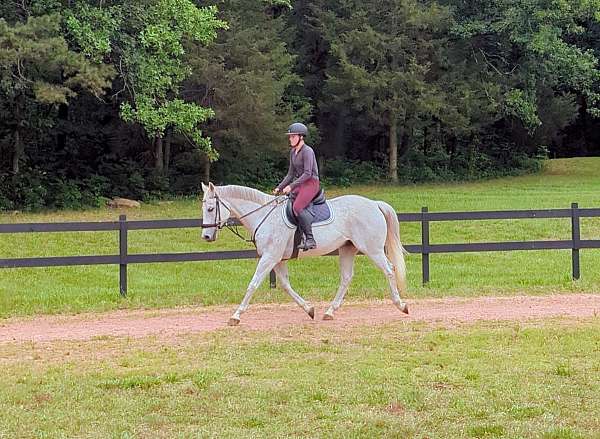 appendix-horse-for-sale