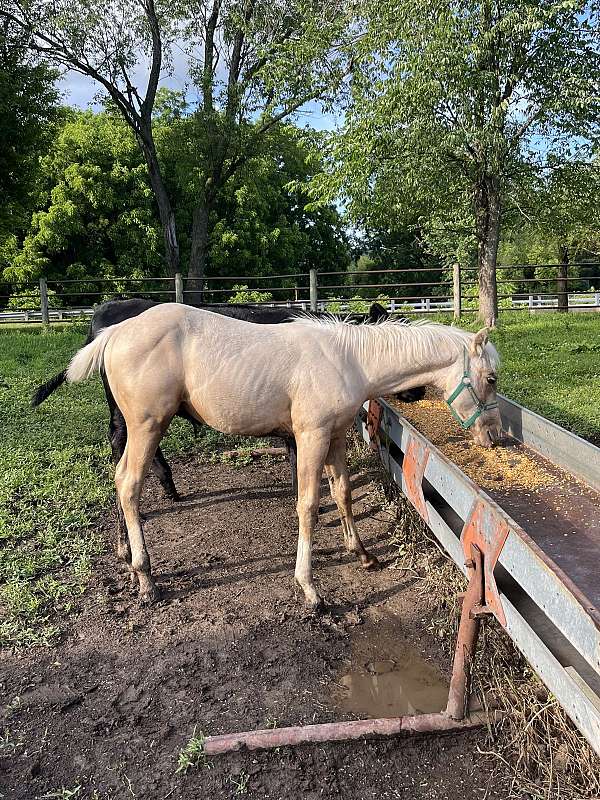 champion-foundation-palomino-horse