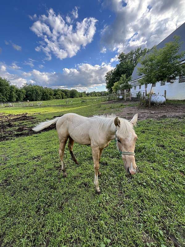 amateur-colt