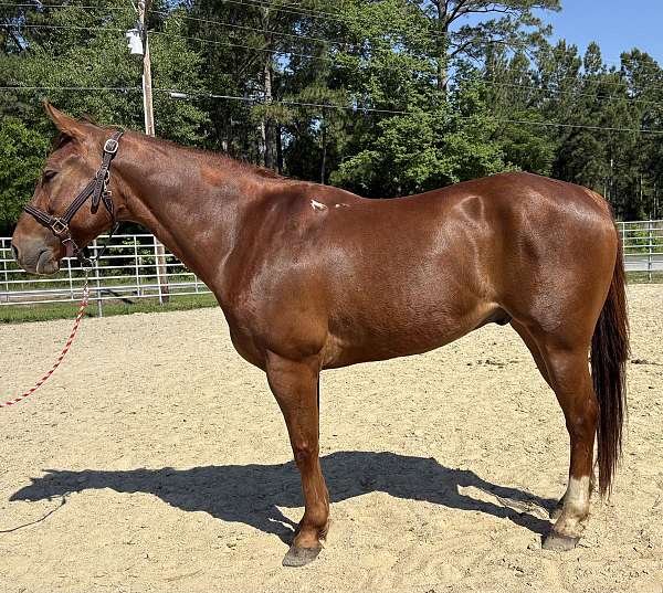 sorrel-gelding-for-sale