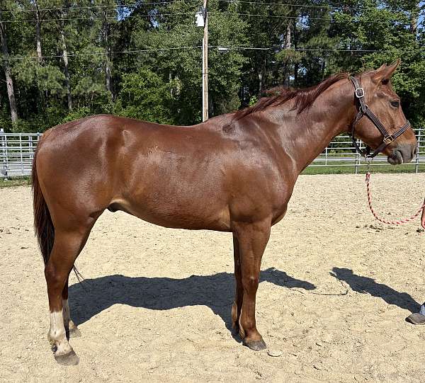 sorrel-quarter-horse-gelding
