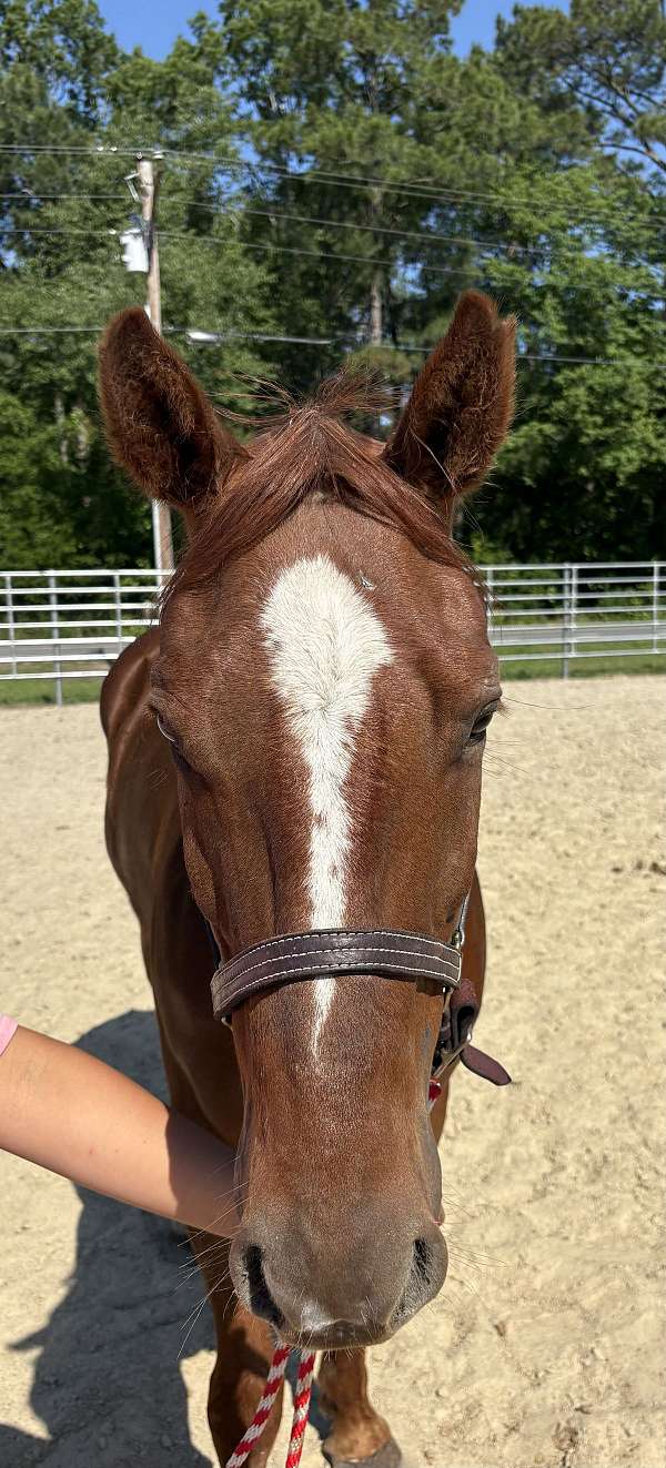 15-hand-quarter-horse-gelding