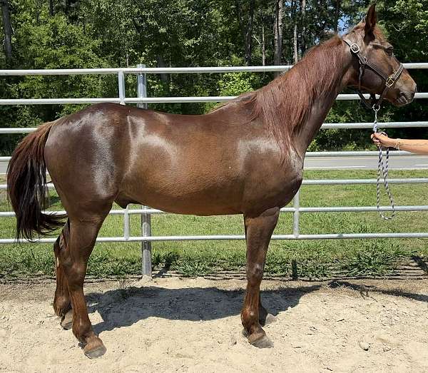 sorrel-gelding-for-sale