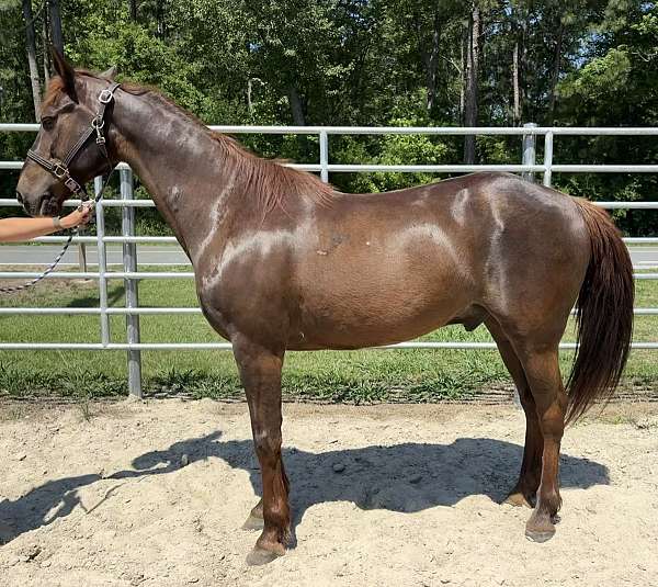 sorrel-morgan-gelding