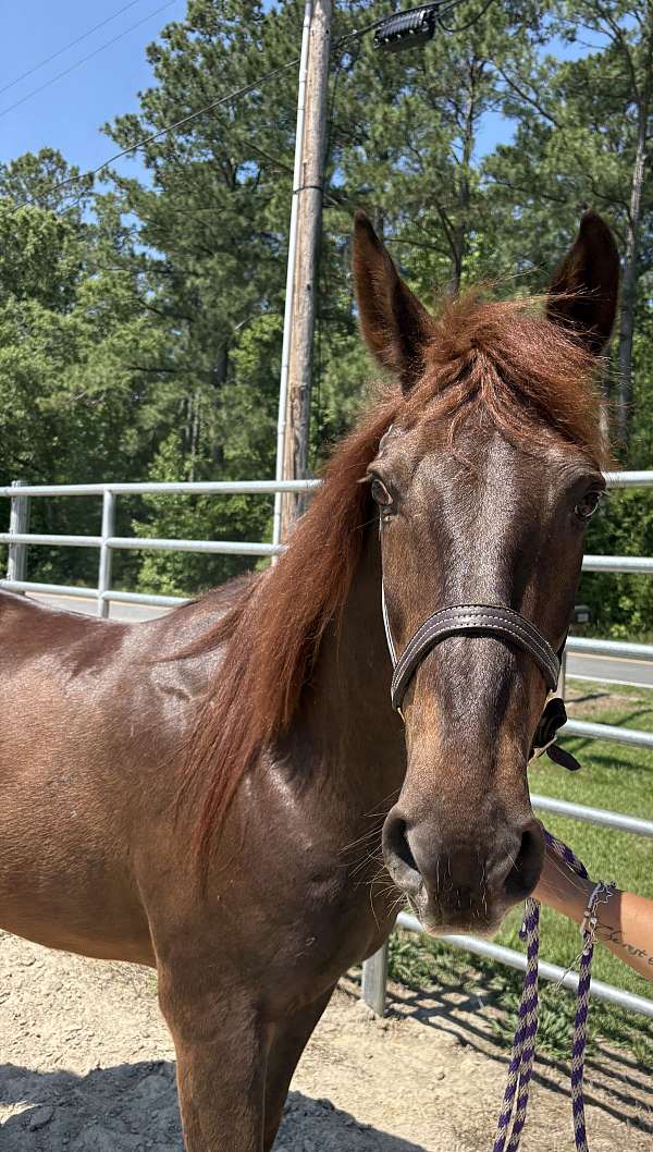 15-hand-morgan-gelding