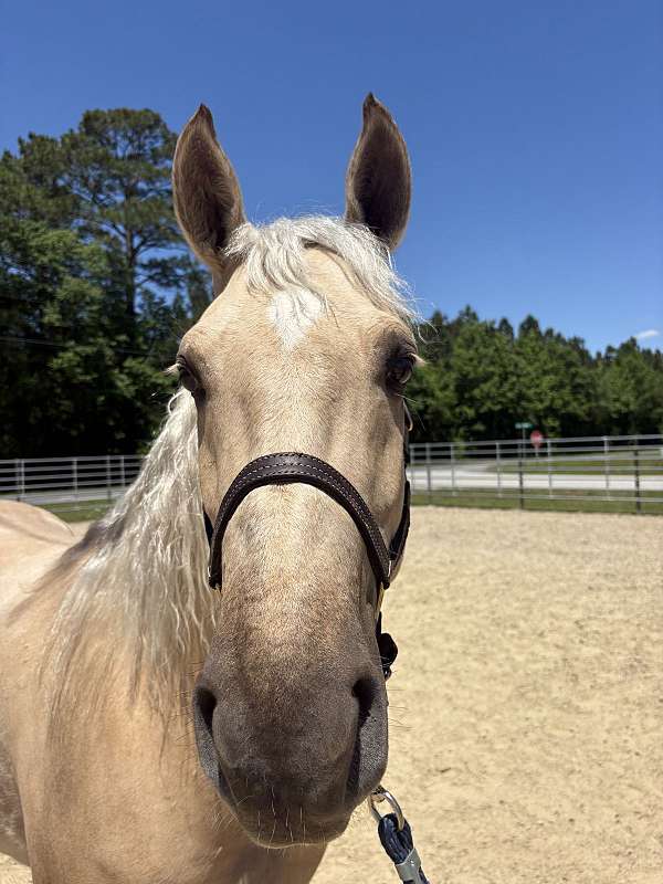 palomino-mare-for-sale